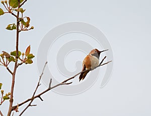Rufous Hummingbird resting on tree branch