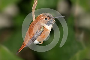 Rufous Hummingbird (Selasphorus rufus)