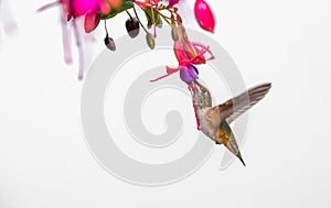 Rufous hummingbird ` Selasphorus rufus`