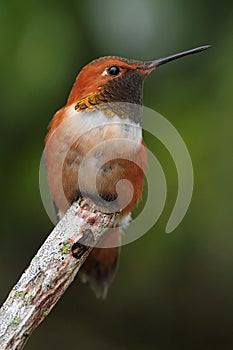 Rufous Hummingbird (Selasphorus rufus)