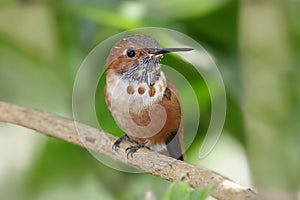 Rufous Hummingbird (Selasphorus rufus)