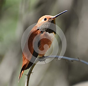 Rufous Hummingbird Selasphorus rufus