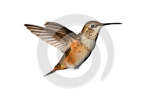 Rufous Hummingbird (Selasphorus rufus)