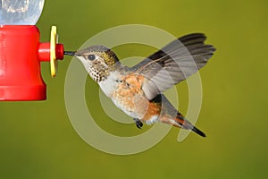 Rufous Hummingbird (Selasphorus rufus)