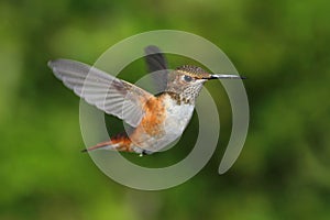 Rufous Hummingbird (Selasphorus rufus)