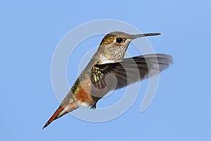 Rufous Hummingbird (Selasphorus rufus)