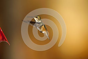 Rufous Hummingbird (Selasphorus rufus)