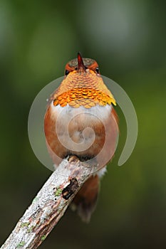 Rufous Hummingbird (Selasphorus rufus)