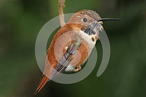 Rufous Hummingbird (Selasphorus rufus)