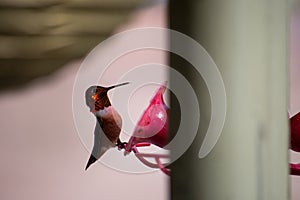 Rufous Hummingbird Selasphorus rufus at a bird feeder with light background flashing irridescent feathers at the camera