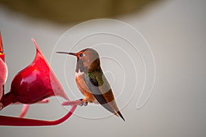 Rufous Hummingbird Selasphorus rufus at a bird feeder with light background, with red head and chest