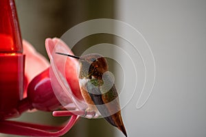 Rufous Hummingbird Selasphorus rufus at a bird feeder with light background, with red head and chest, black wings and green back