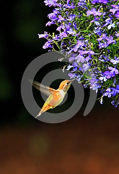 Rufous Hummingbird Selasphorus rufus Feeding