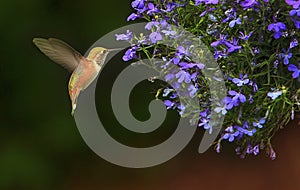 Rufous Hummingbird Selasphorus rufus Feeding