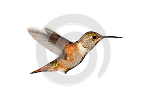 Rufous Hummingbird (Selasphorus rufus) photo