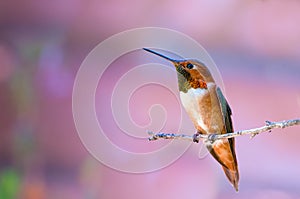 Rufous Hummingbird Selasphorus rufus negative space on branch