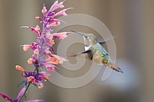 Rufous Hummingbird sucks nectar in flighting photo