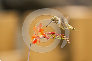 Rufous Hummingbird sucks nectar in flighting photo