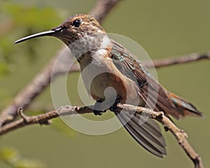 Rufous Hummmingbird