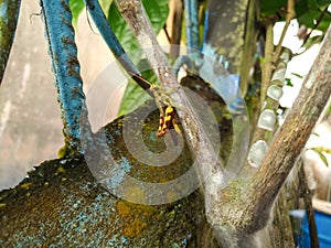 Rufous-Legged Grasshopper on Garlic Vine Stem