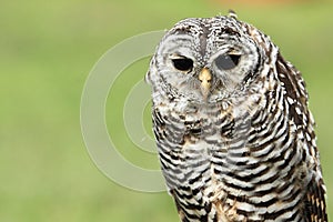 Rufous-legged owl