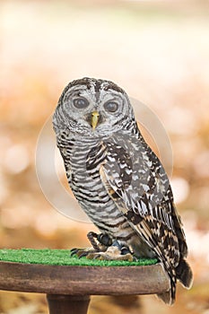 The rufous-legged owl, Strix rufipes
