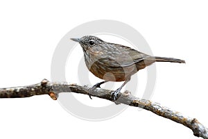 Rufous limestone-babbler bird