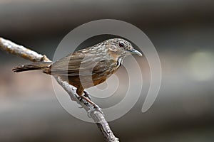 Rufous limestone-babbler bird