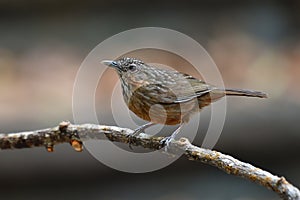 Rufous Limestone-babbler bird