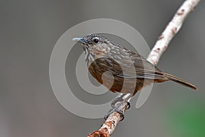 Rufous Limestone-babbler bird