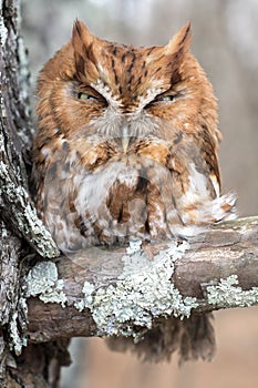 Rufous morph Eastern Screech Owl, Georgia USA