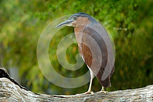 Rufous nankeen night heron, Nycticorax caledonicus, grey brown water bird sitting on the branch above the water, Australia.