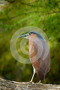 Rufous nankeen night heron, Nycticorax caledonicus, grey brown water bird sitting on the branch above the water, Australia.