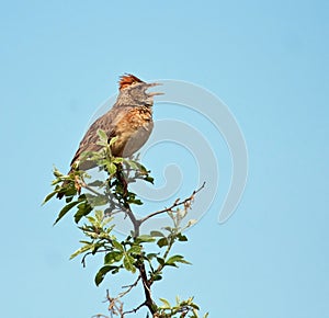 Rufous-Naped Lark