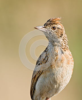 Rufous Naped Lark