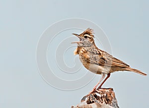 Rufous Naped Lark