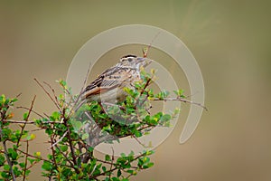 Rufous-naped Lark - Mirafra africana or bush lark, bird from lightly wooded grasslands, open savannas and farmlands of the