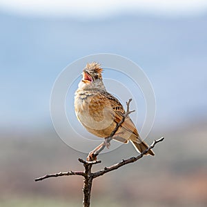 Rufous-naped Lark