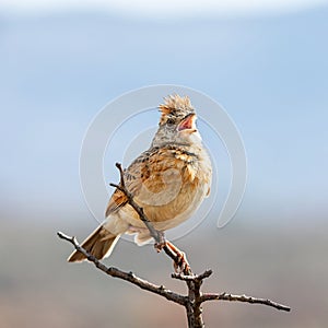 Rufous-naped Lark