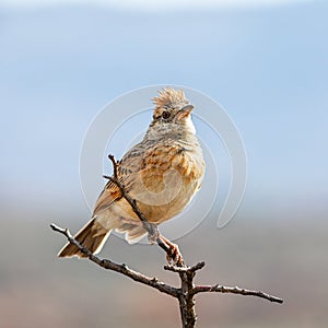 Rufous-naped Lark
