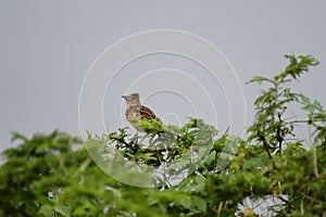 Rufous-naped lark, Queen Elizabeth National Park, Uganda