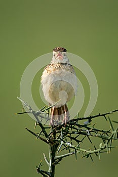 Rufous-naped lark sings on thornbush facing camera