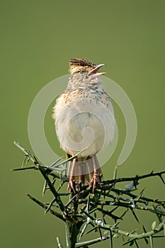 Rufous-naped lark sings on thornbush turning right
