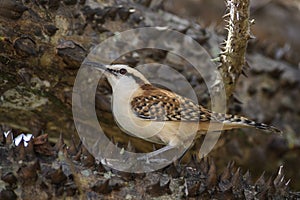 Rufous-naped Wren - Campylorhynchus rufinucha