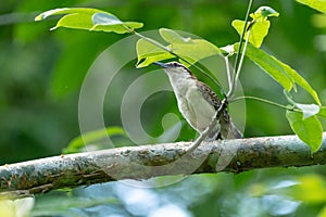 Rufous-naped Wren Campylorhynchus rufinucha