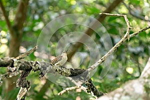 Rufous-naped Wren Campylorhynchus rufinucha