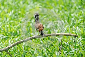 Rufous-naped Wren Campylorhynchus rufinucha