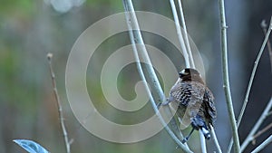 Rufous-Naped Wren, Campylorhynchus rufinucha, from Costa Rica