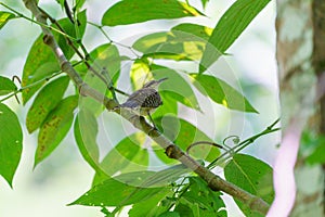 rufous-naped Wren & x28;Campylorhynchus rufinucha& x29; in Costa Rica