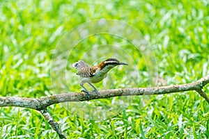 rufous-naped Wren & x28;Campylorhynchus rufinucha& x29; in Costa Rica